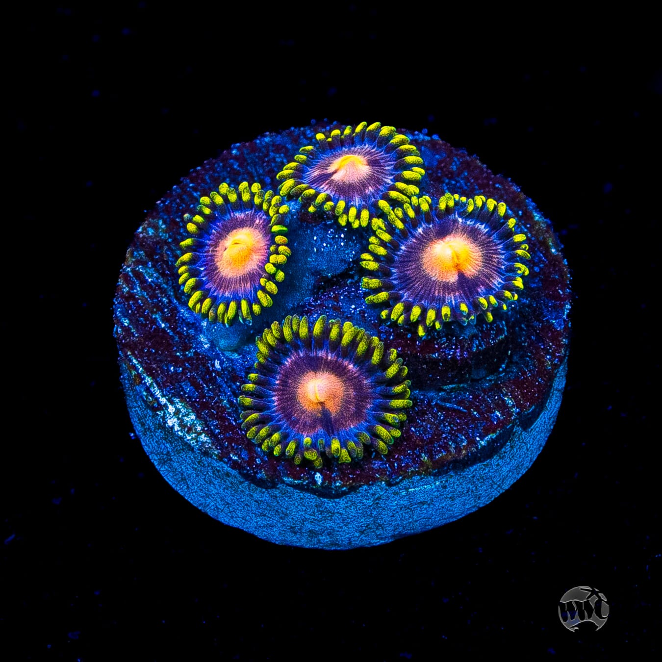 WWC Sweet Tooth Zoanthids