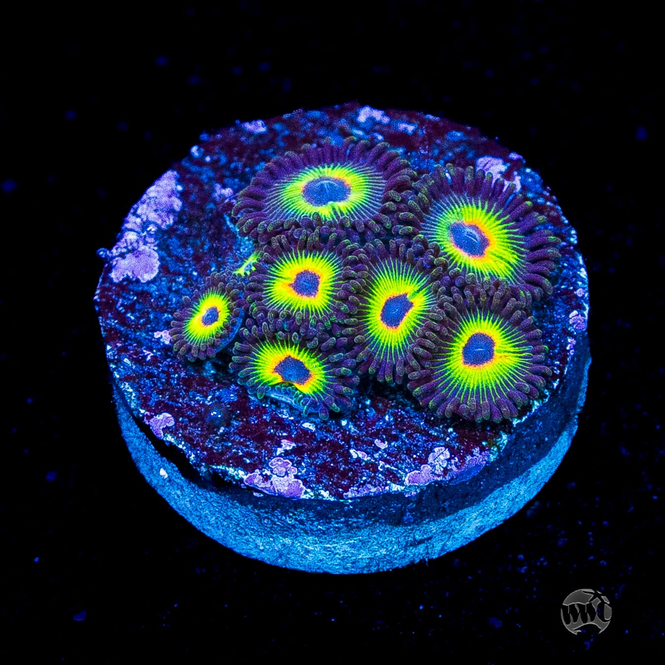 WWC Bob Marley Zoanthids