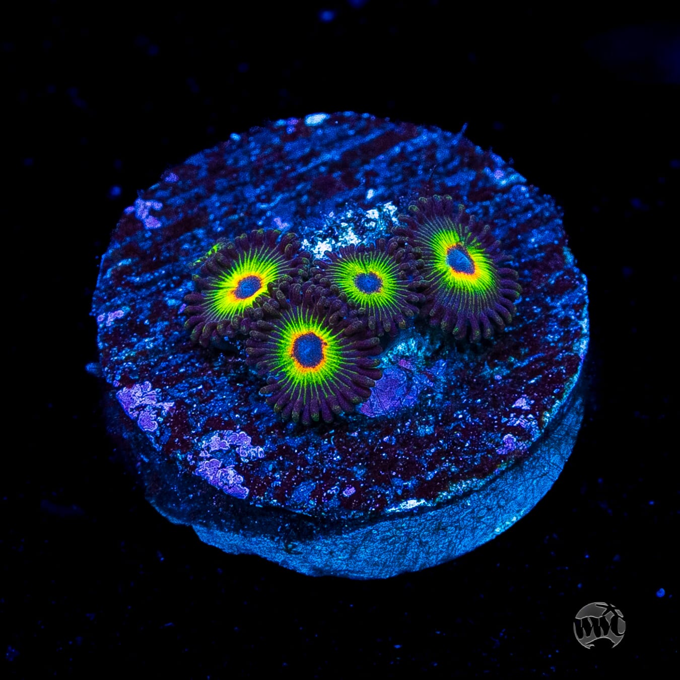 WWC Bob Marley Zoanthids