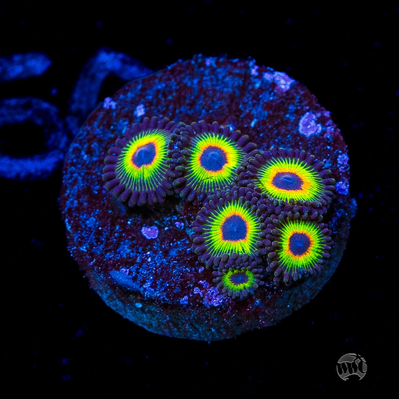 WWC Bob Marley Zoanthids