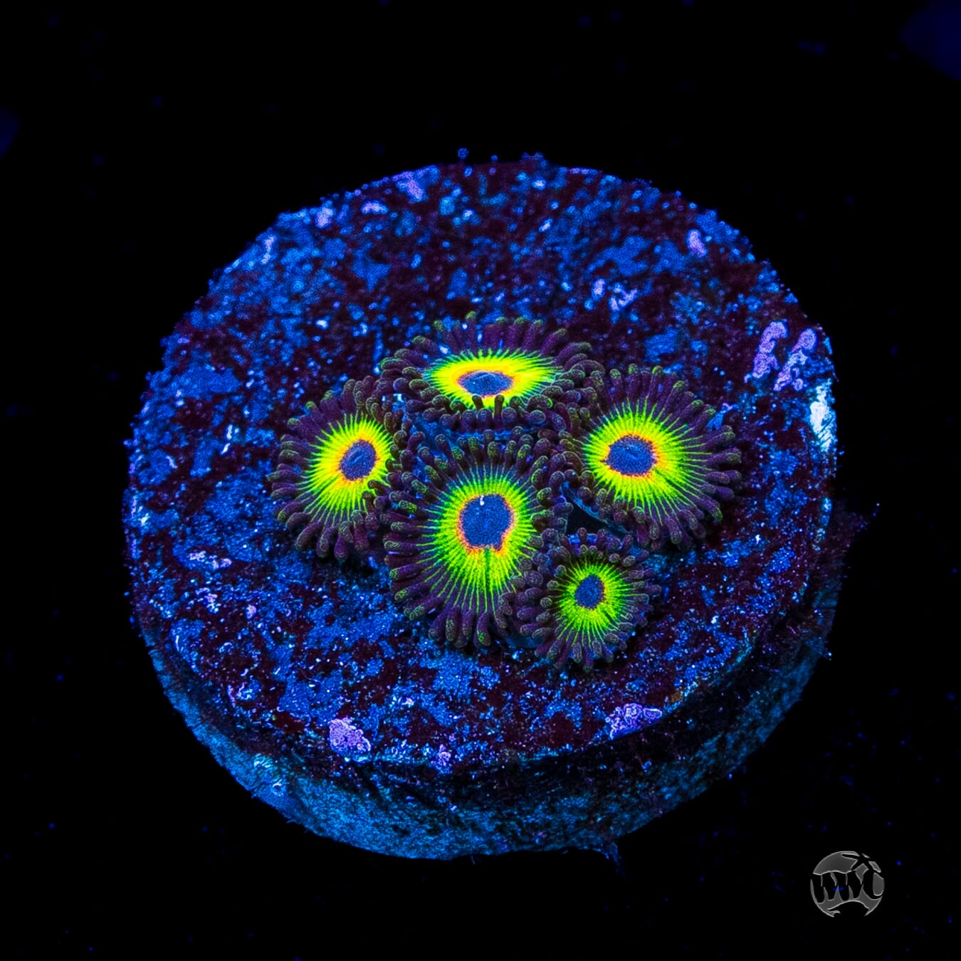 WWC Bob Marley Zoanthids