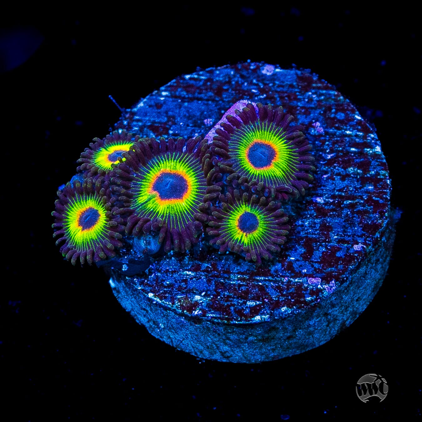 WWC Bob Marley Zoanthids