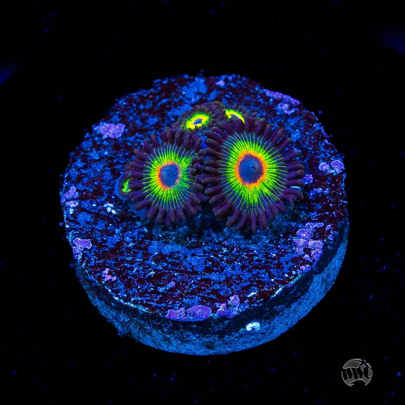 WWC Bob Marley Zoanthids