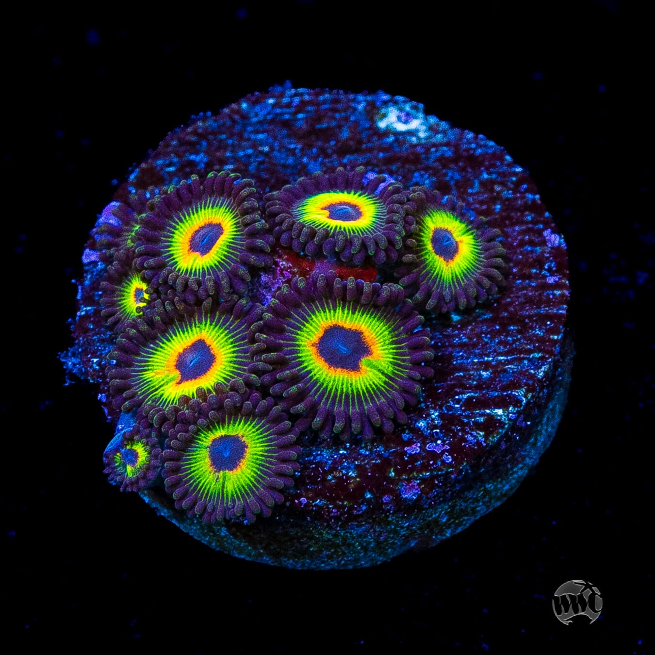 WWC Bob Marley Zoanthids