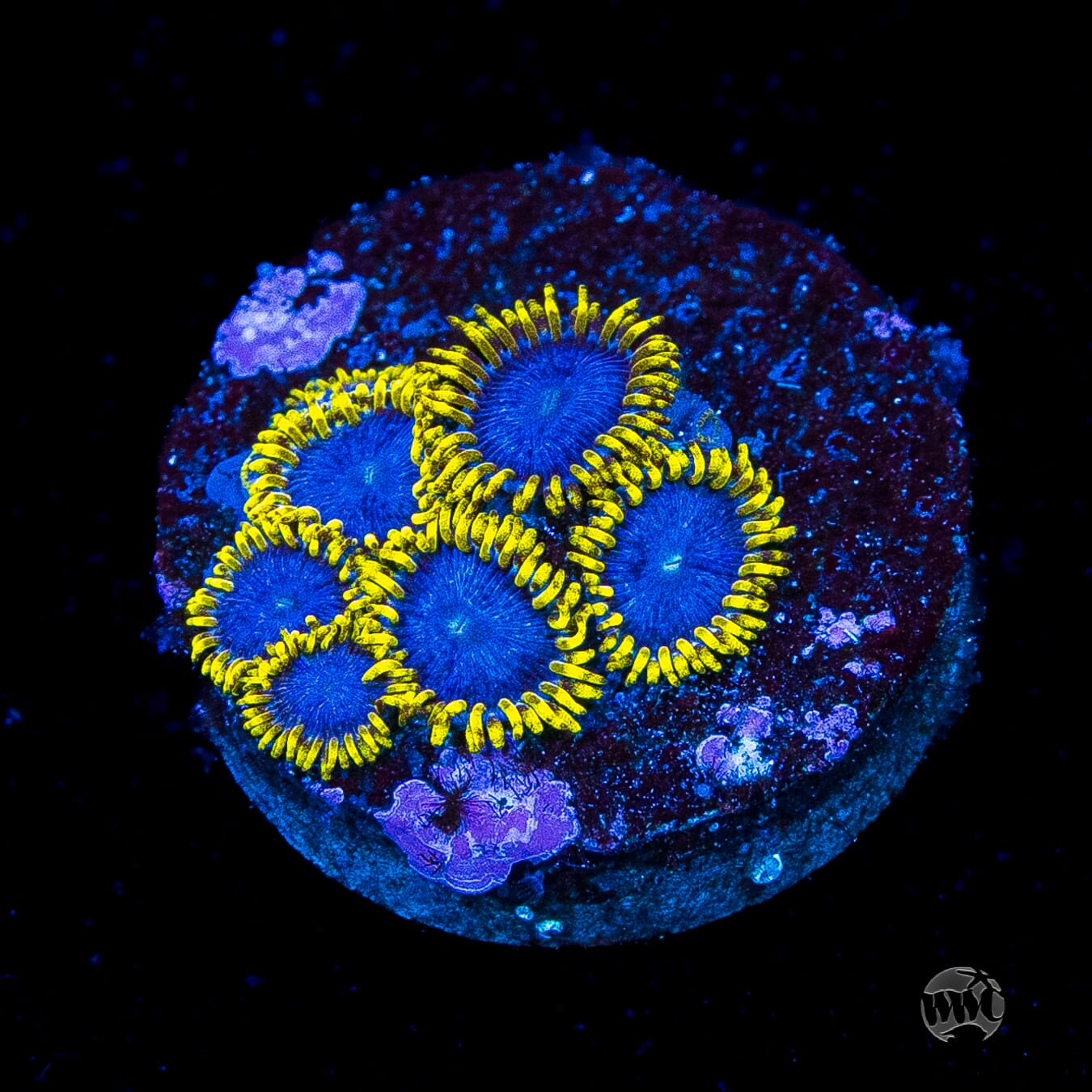 WWC Blue Angels Zoanthids