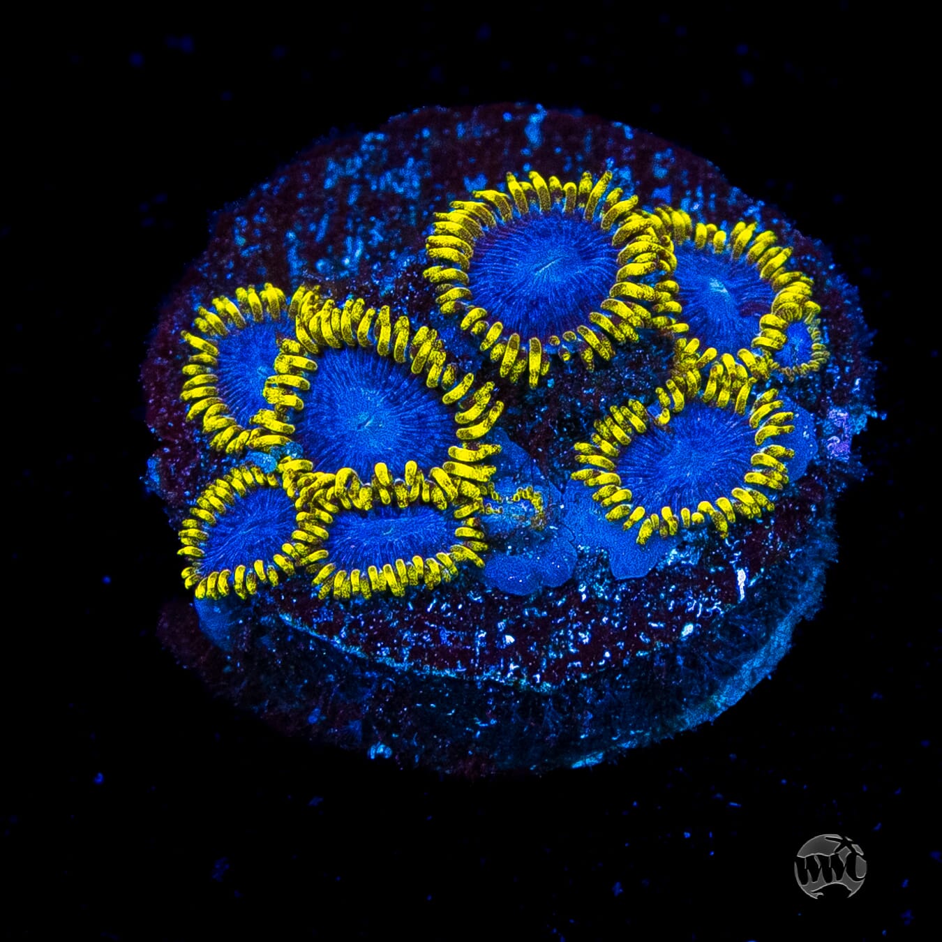 WWC Blue Angels Zoanthids