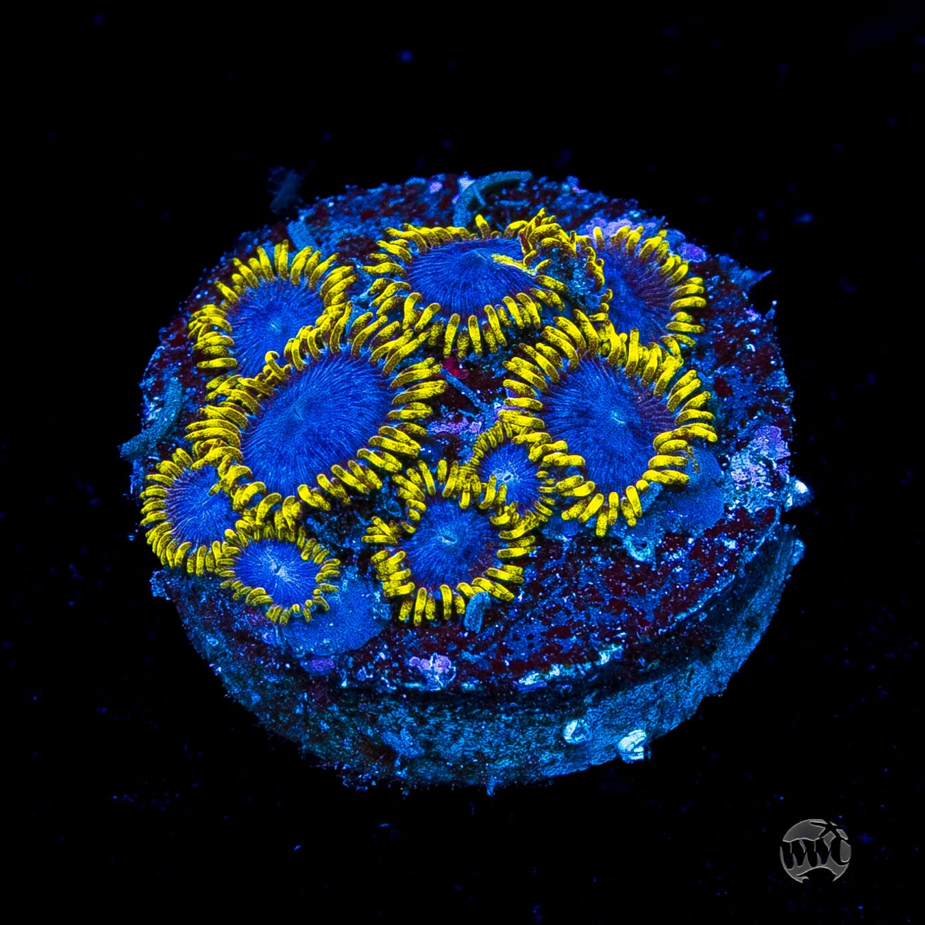 WWC Blue Angels Zoanthids