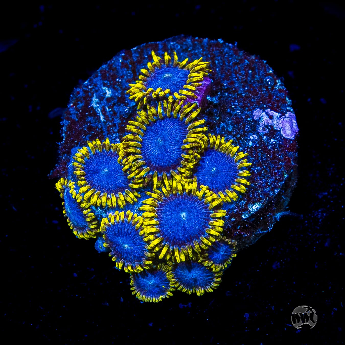 WWC Blue Angels Zoanthids