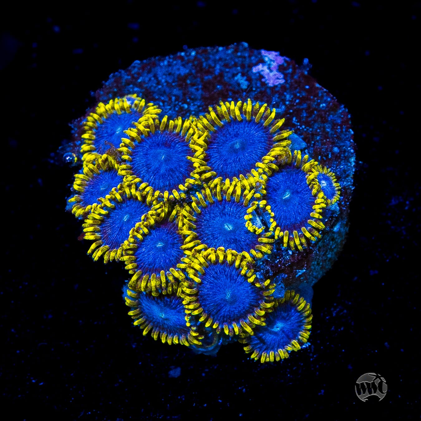 WWC Blue Angels Zoanthids