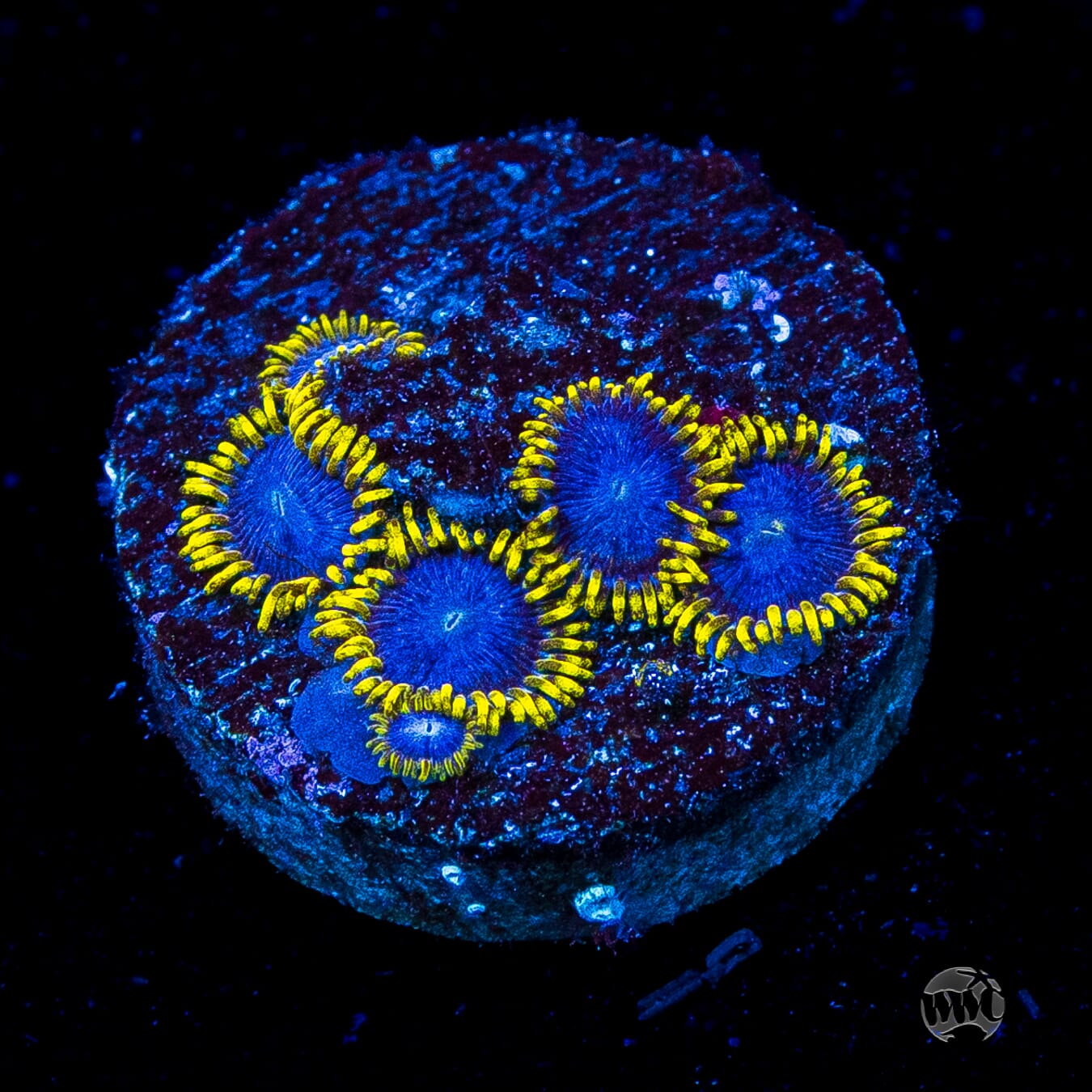 WWC Blue Angels Zoanthids