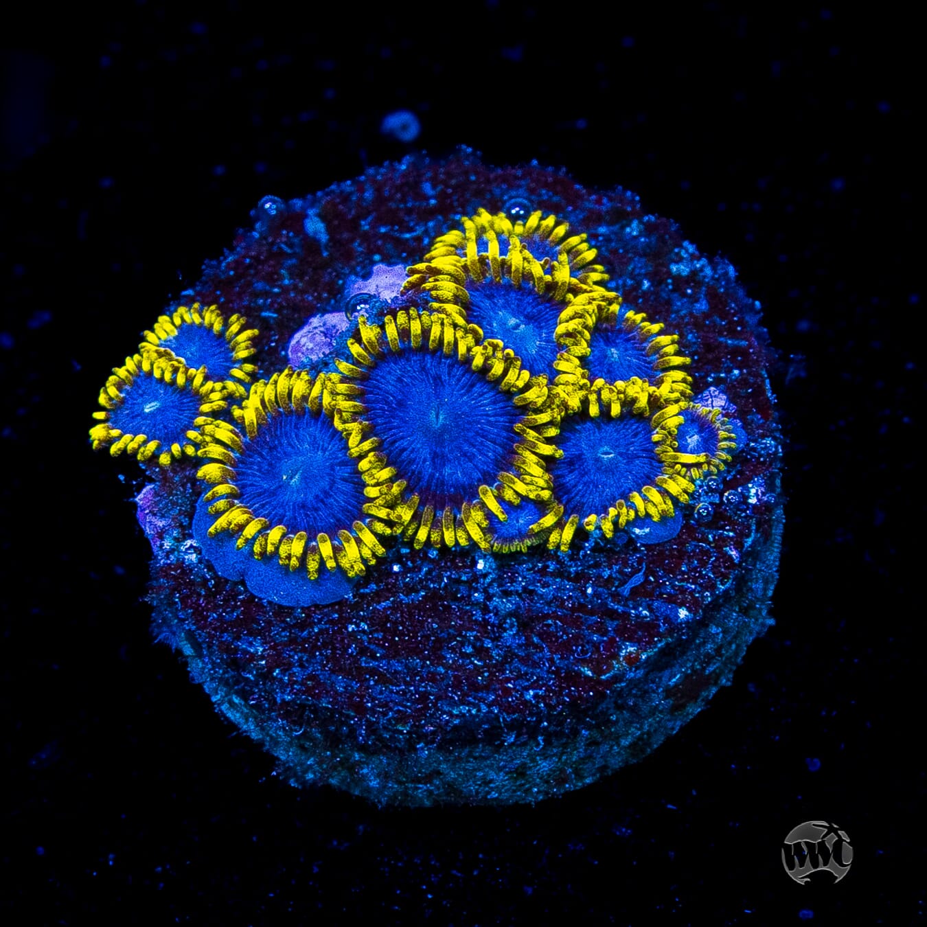 WWC Blue Angels Zoanthids