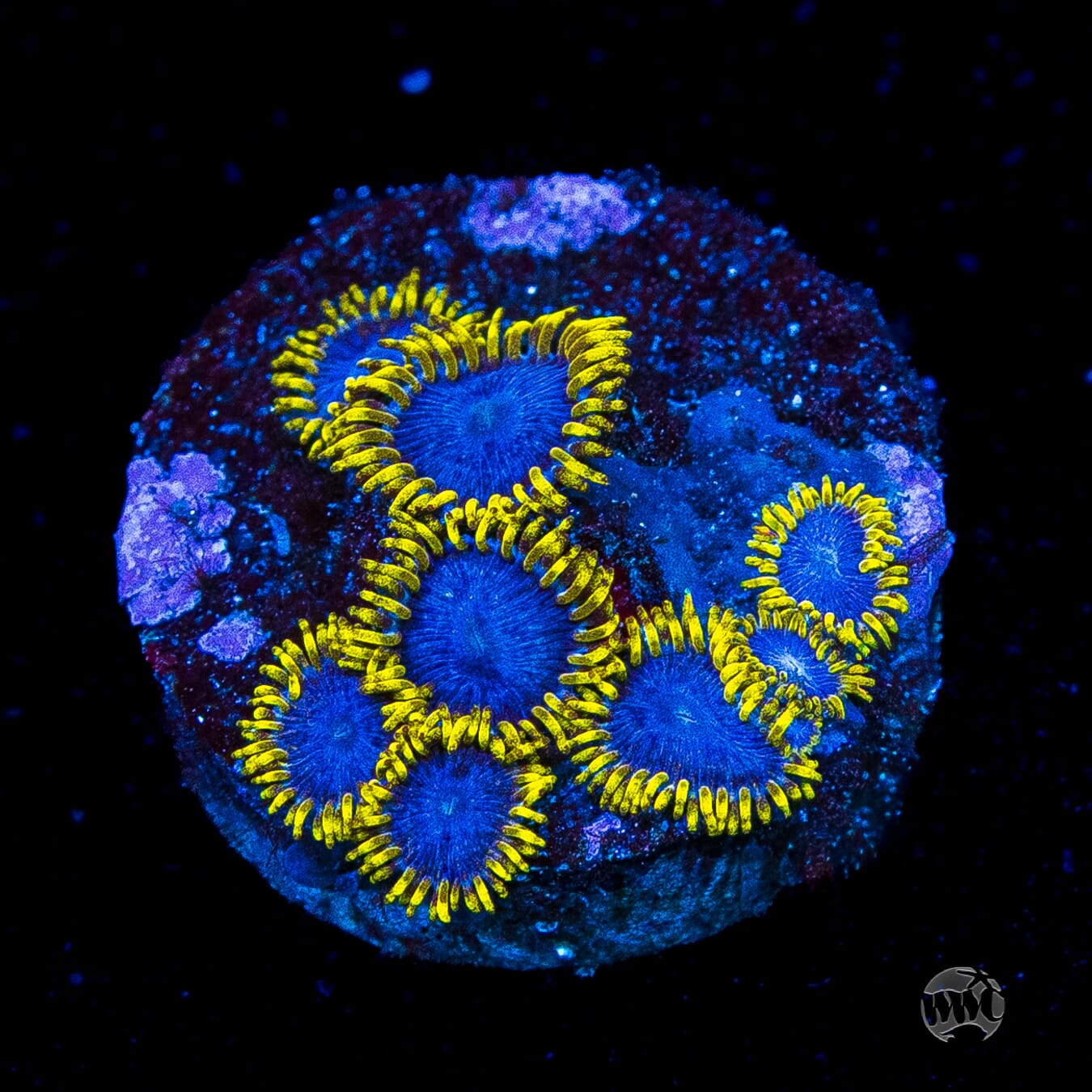 WWC Blue Angels Zoanthids