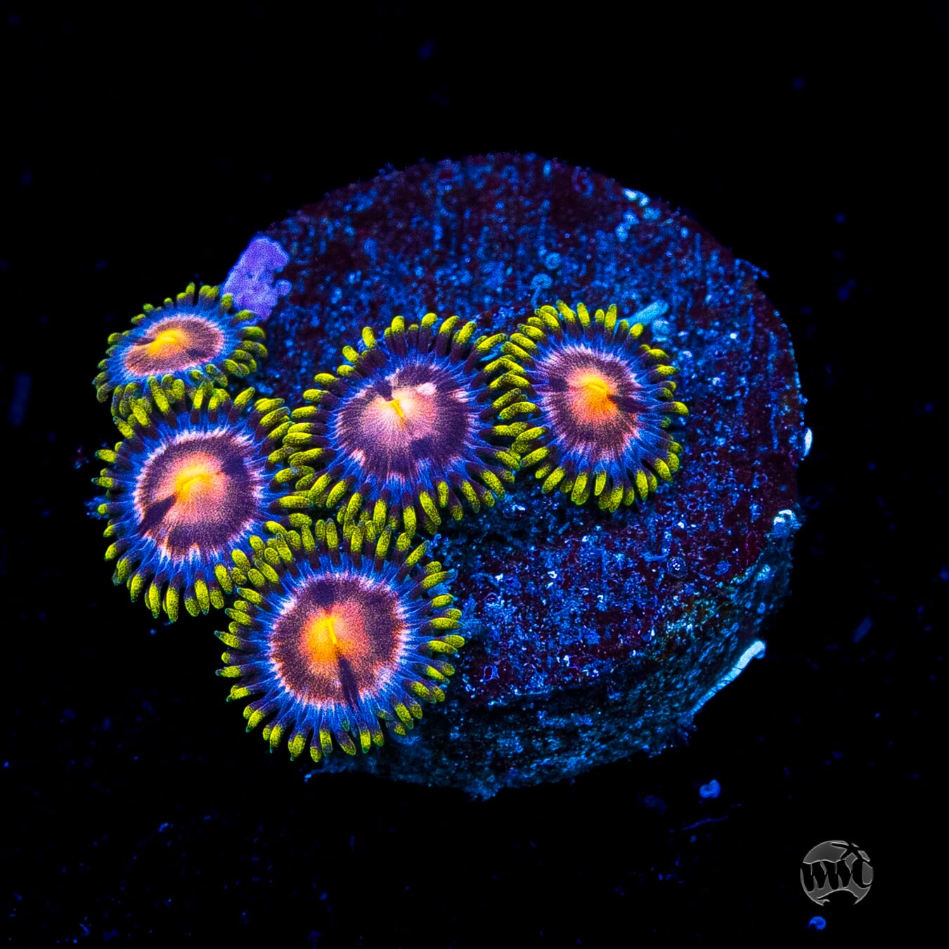 WWC Sweet Tooth Zoanthids