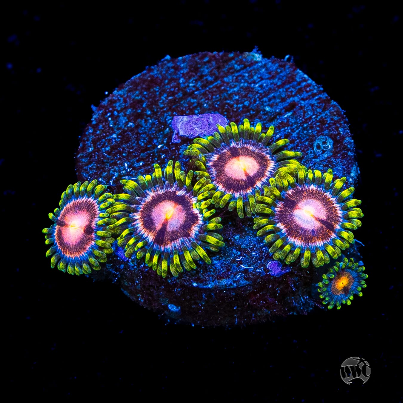 WWC Sweet Tooth Zoanthids