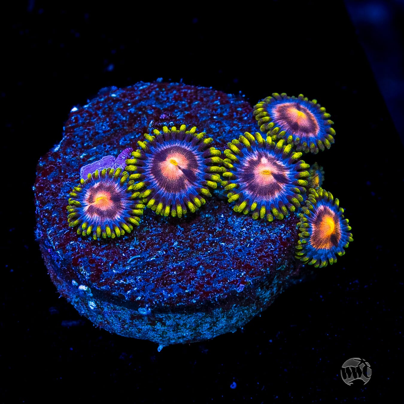 WWC Sweet Tooth Zoanthids
