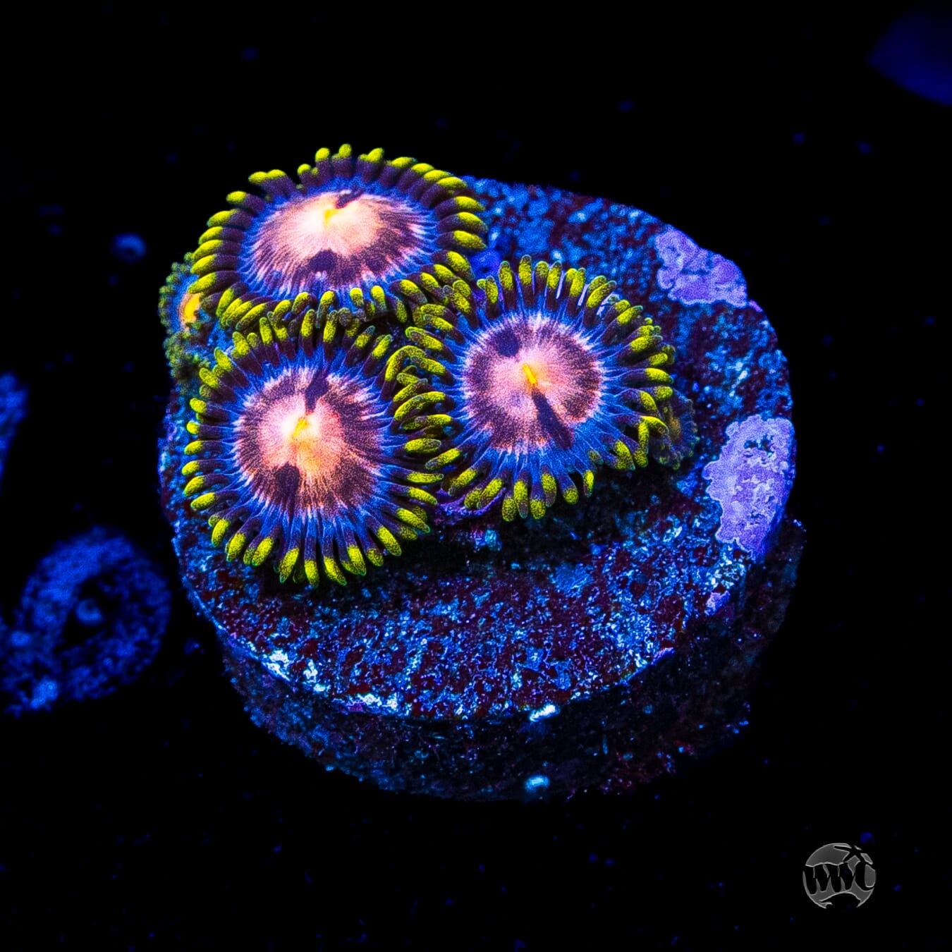 WWC Sweet Tooth Zoanthids