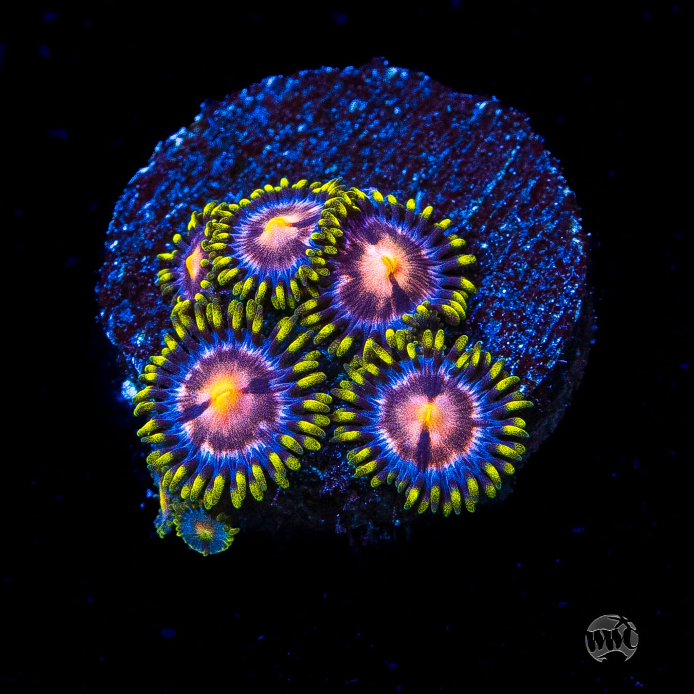 WWC Sweet Tooth Zoanthids