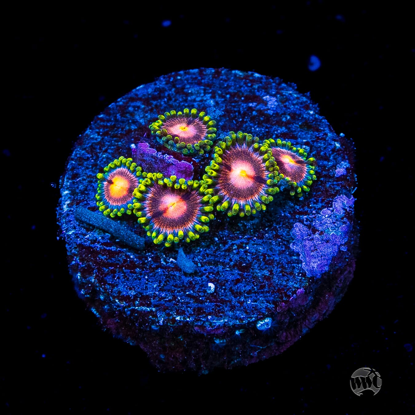 WWC Sweet Tooth Zoanthids