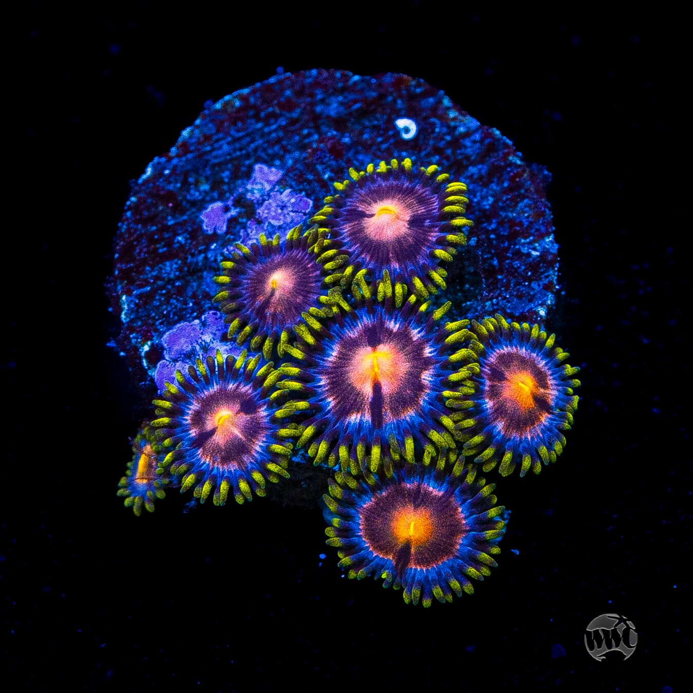 WWC Sweet Tooth Zoanthids