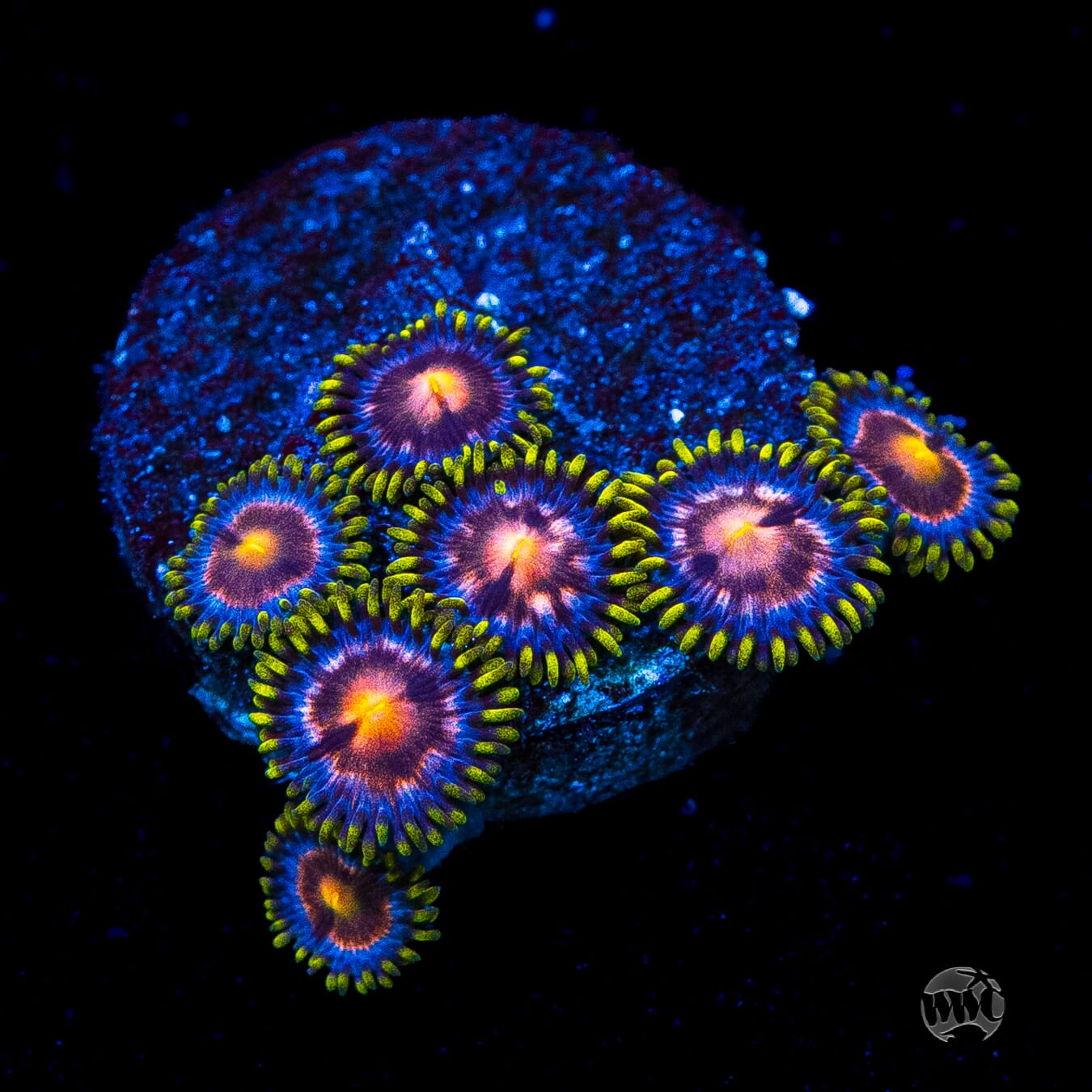 WWC Sweet Tooth Zoanthids