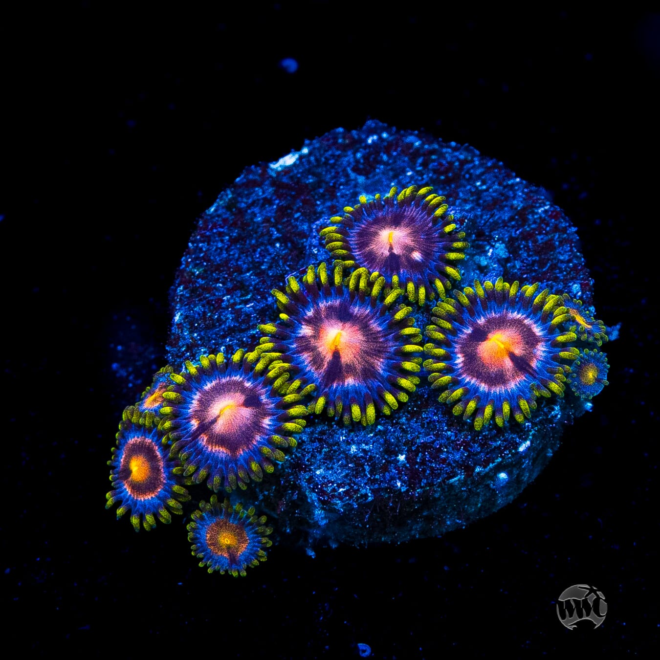 WWC Sweet Tooth Zoanthids