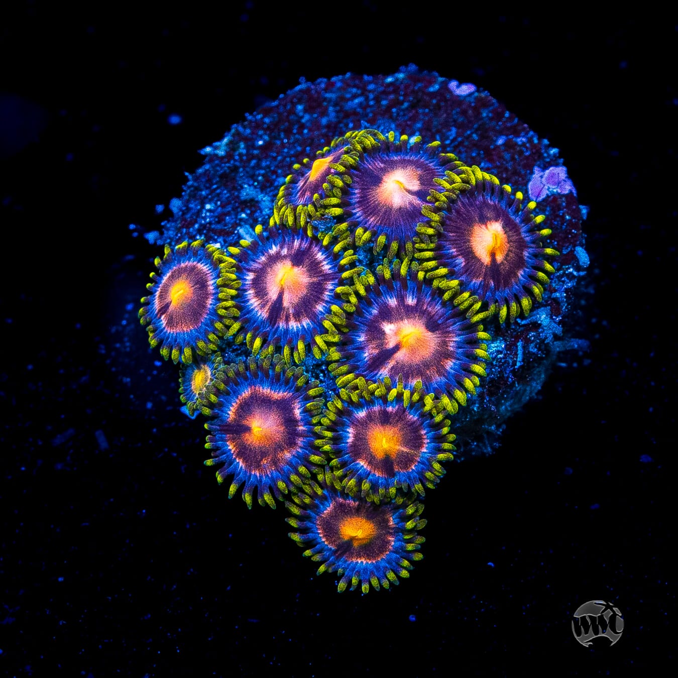 WWC Sweet Tooth Zoanthids