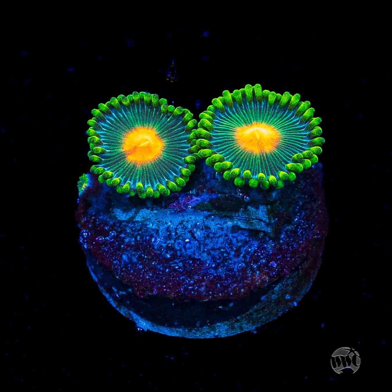 WWC Campfire Zoanthids