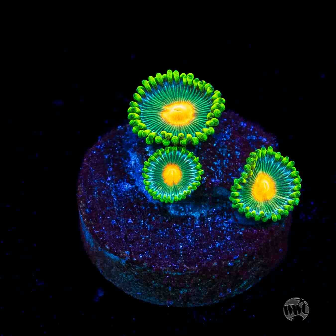 WWC Campfire Zoanthids