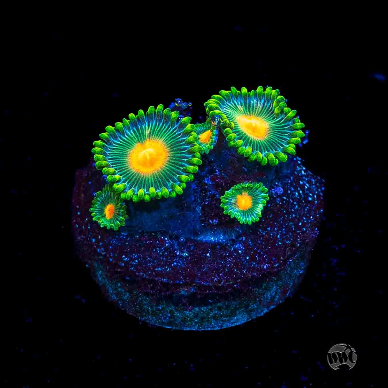 WWC Campfire Zoanthids