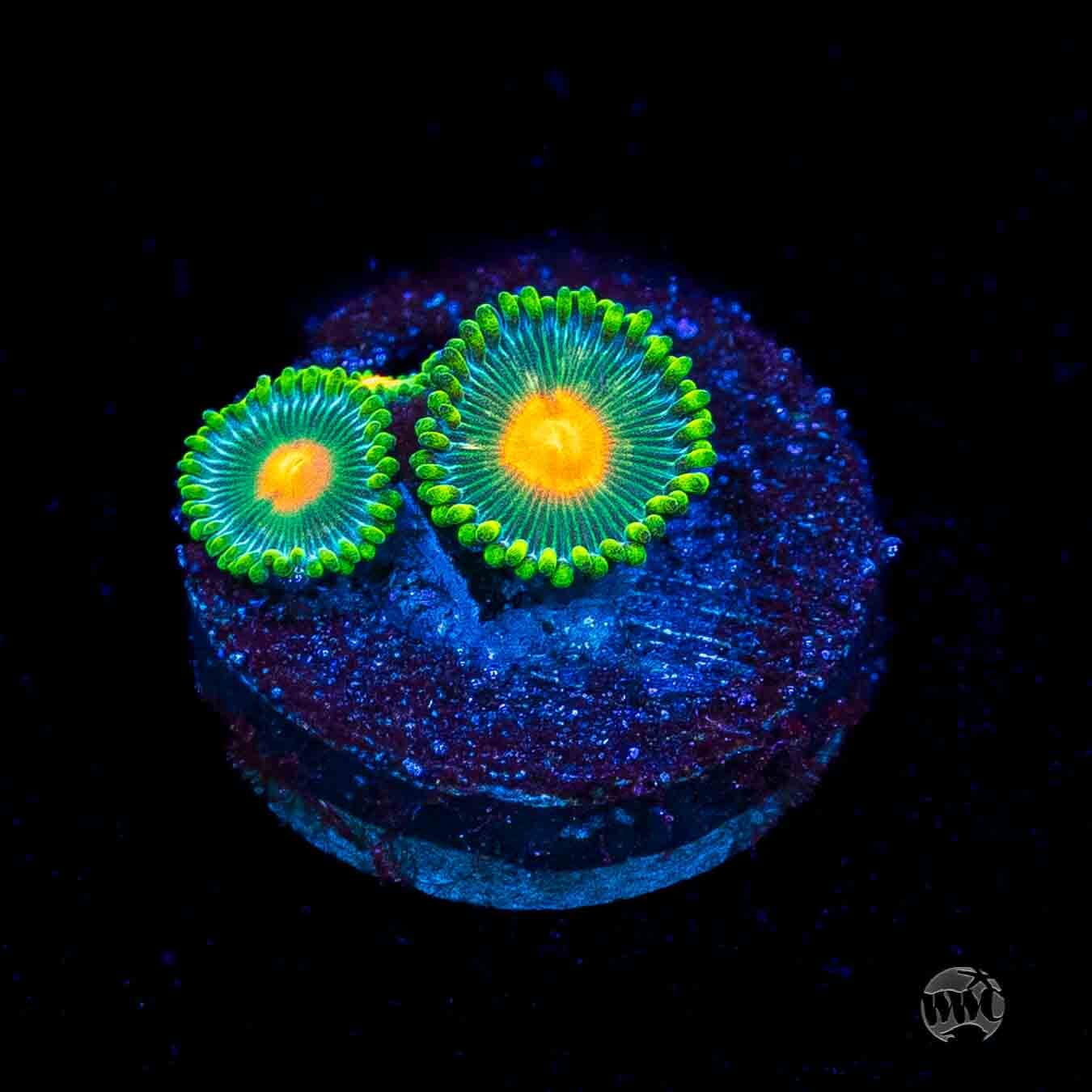 WWC Campfire Zoanthids