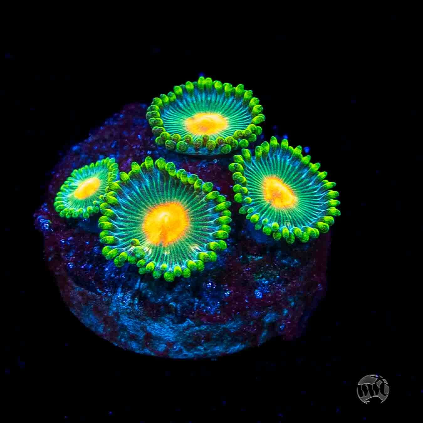 WWC Campfire Zoanthids
