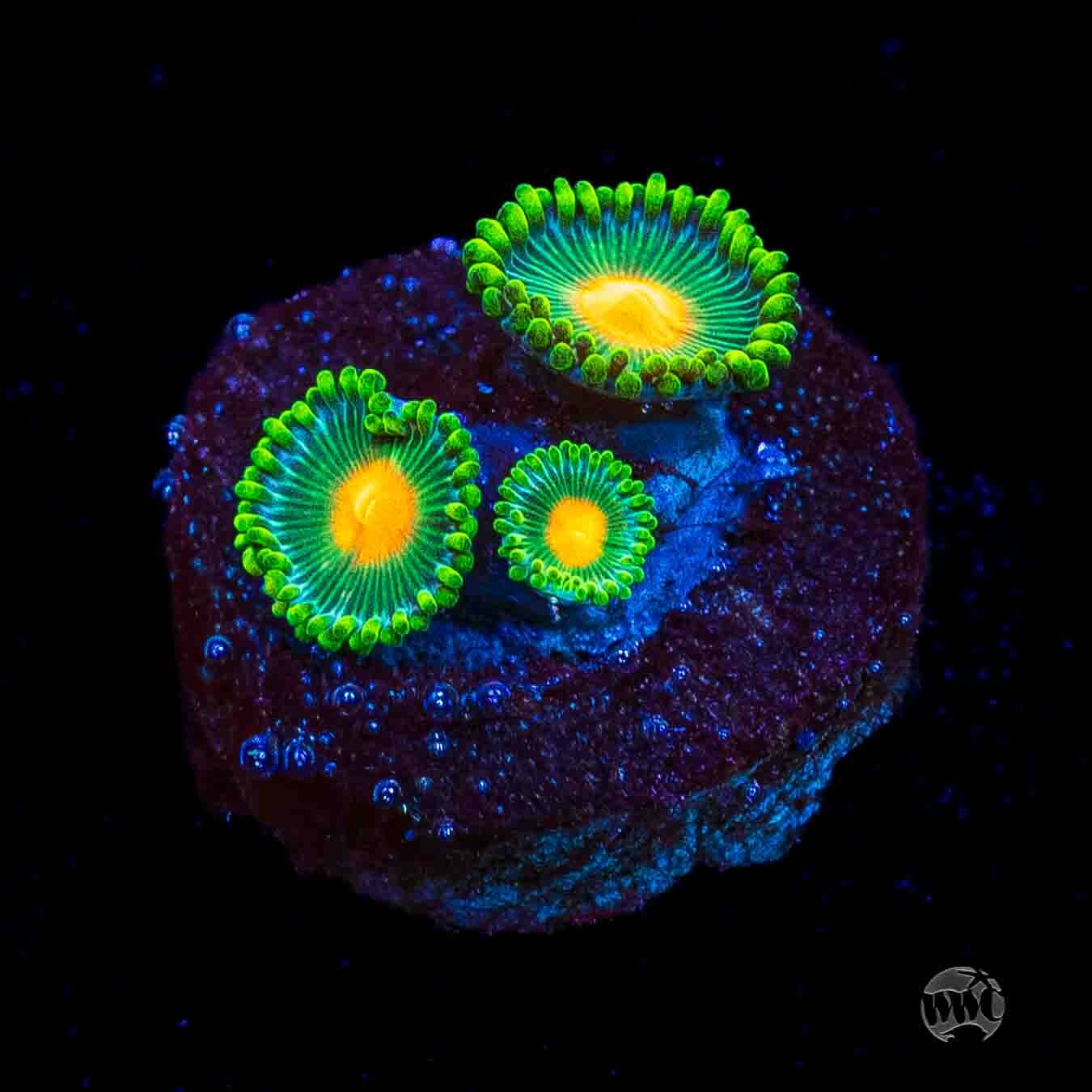 WWC Campfire Zoanthids