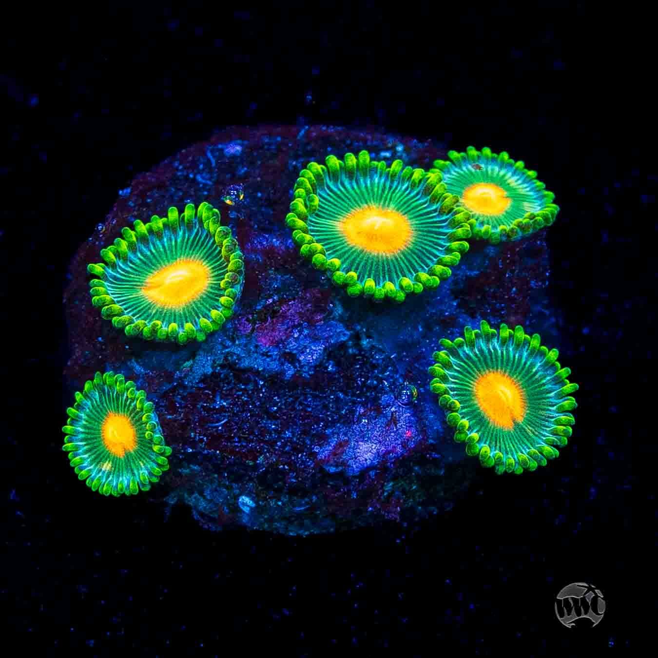 WWC Campfire Zoanthids