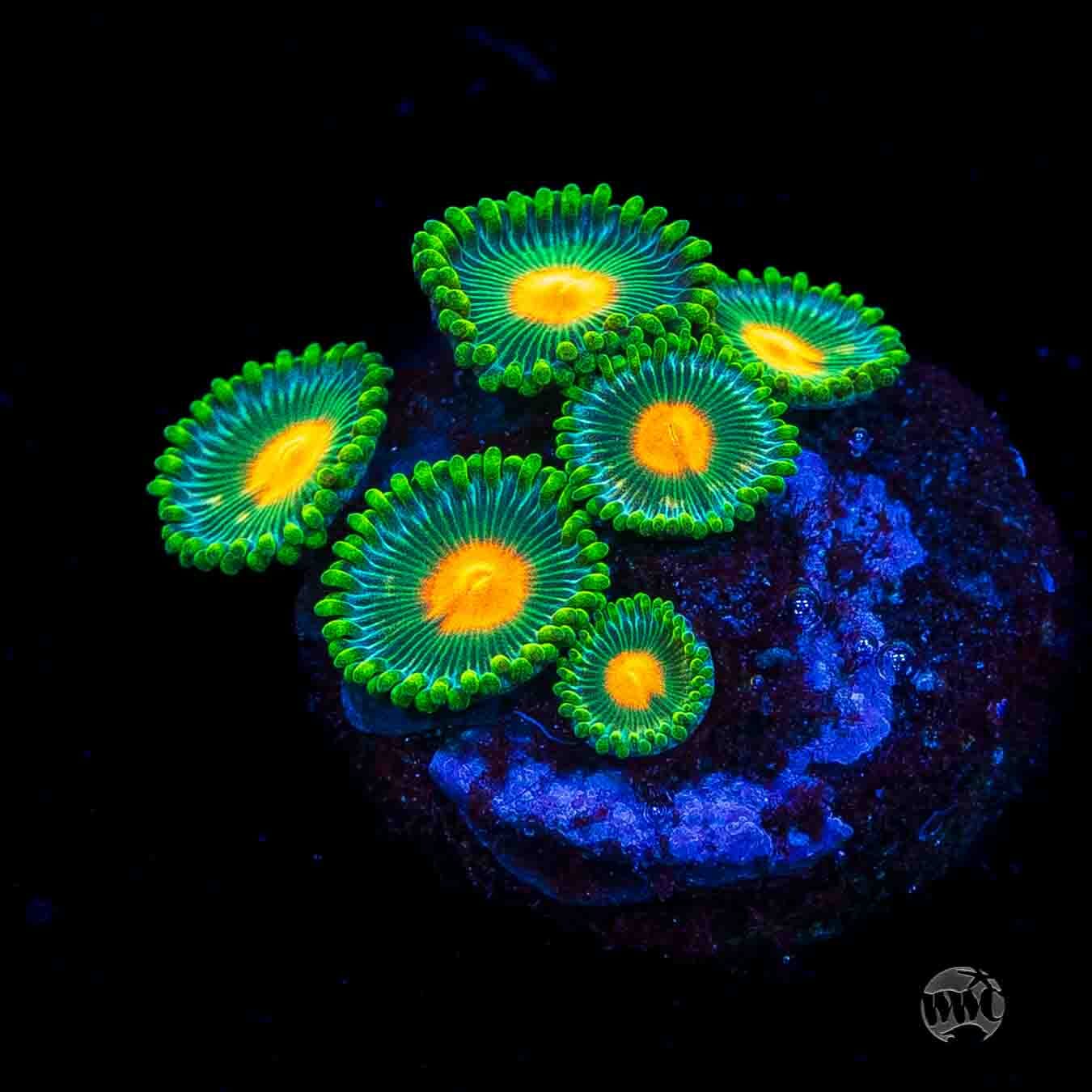 WWC Campfire Zoanthids