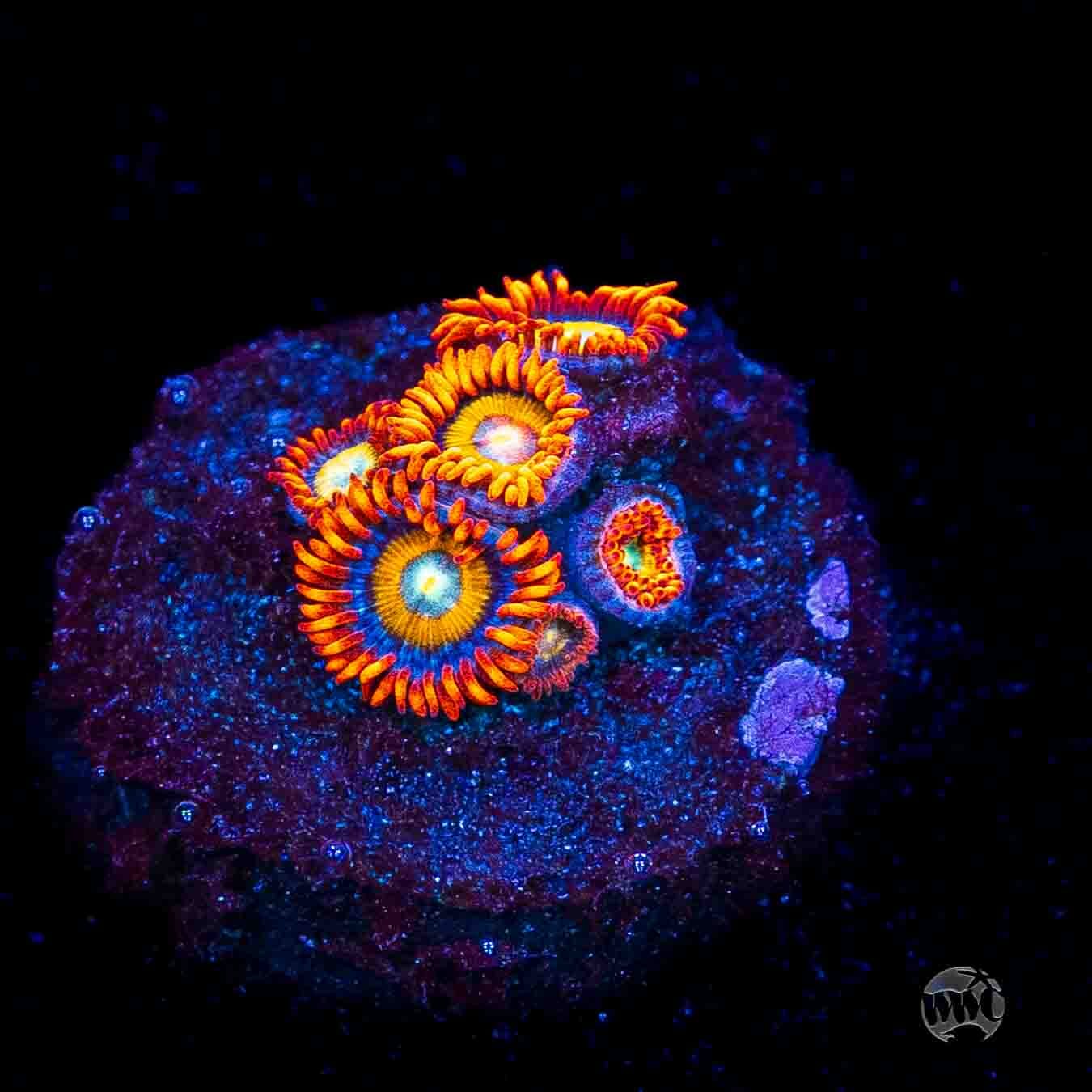WWC Blondies Zoanthids
