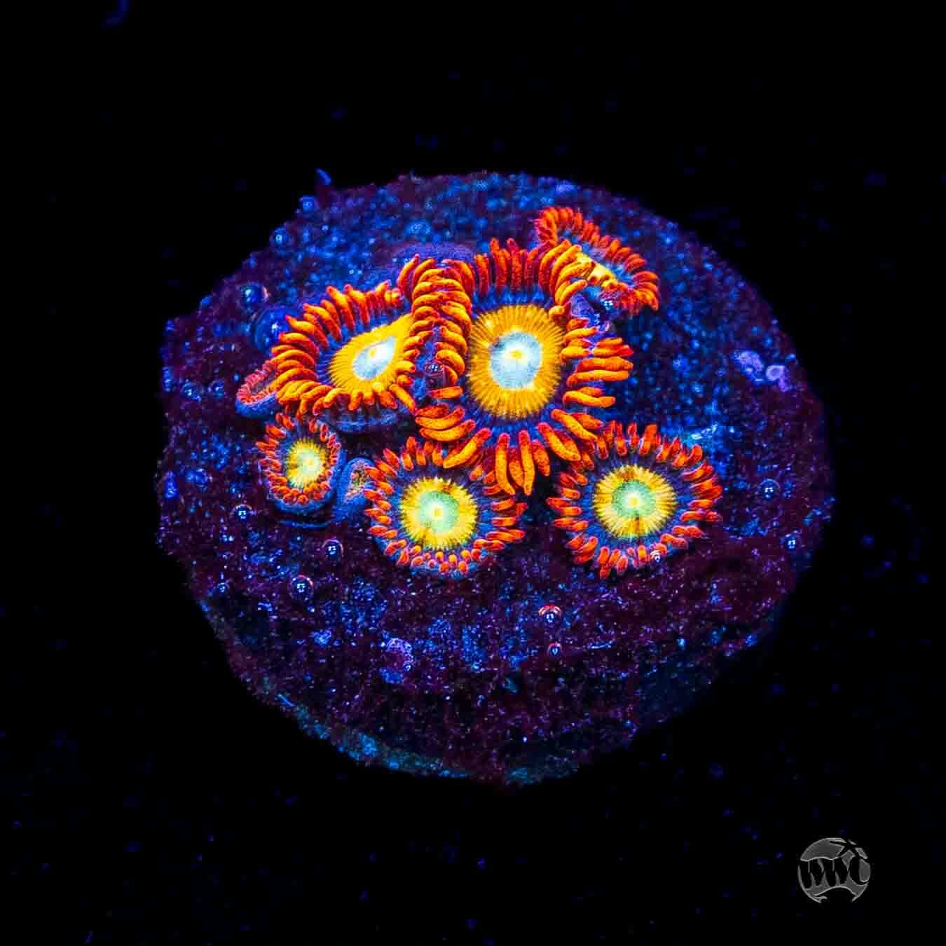 WWC Blondies Zoanthids