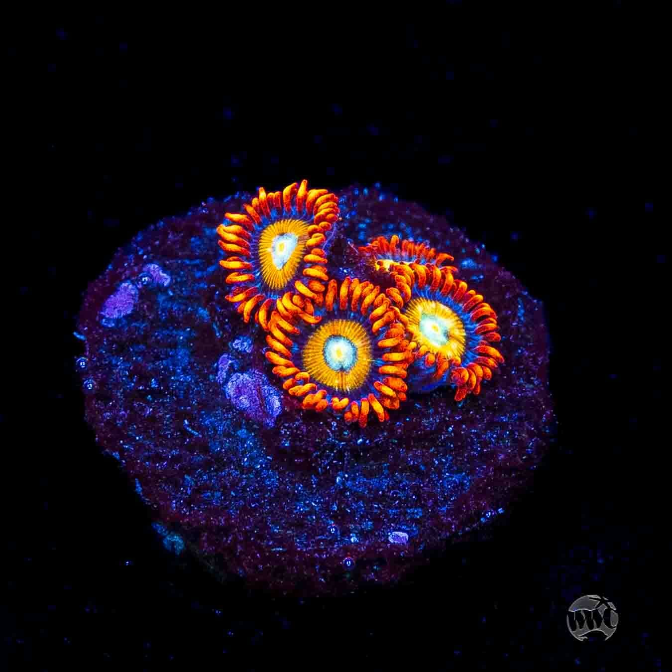 WWC Blondies Zoanthids