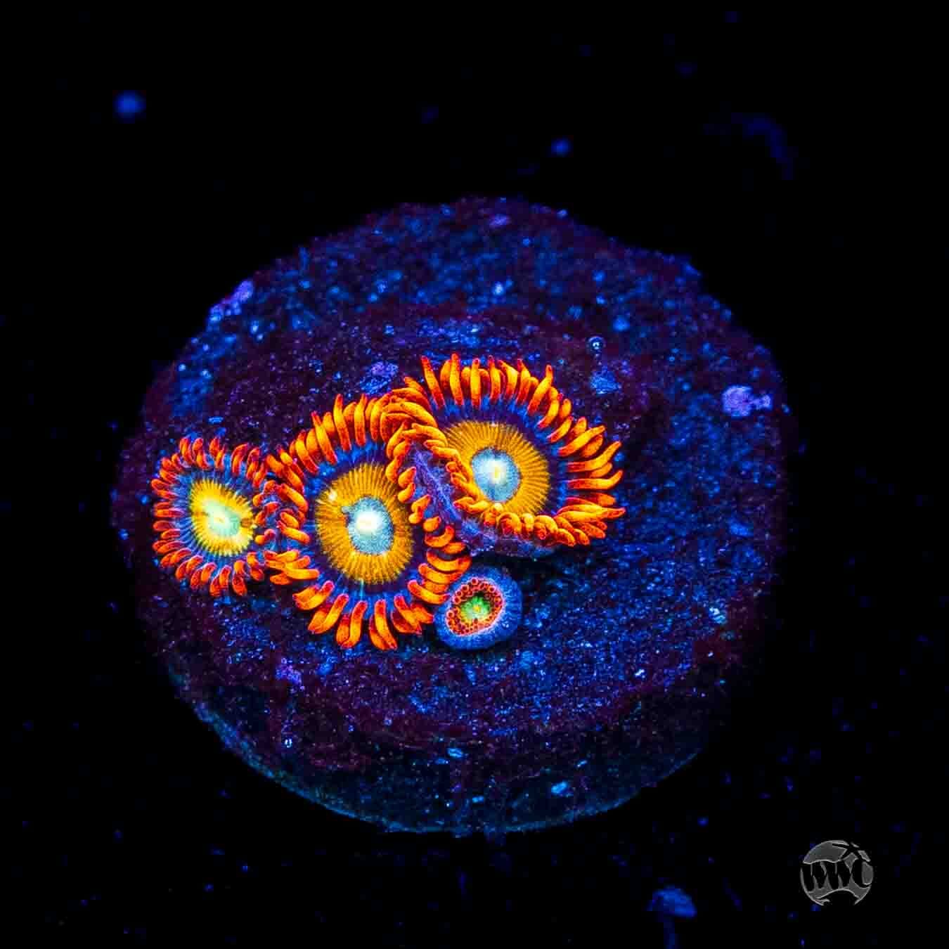 WWC Blondies Zoanthids