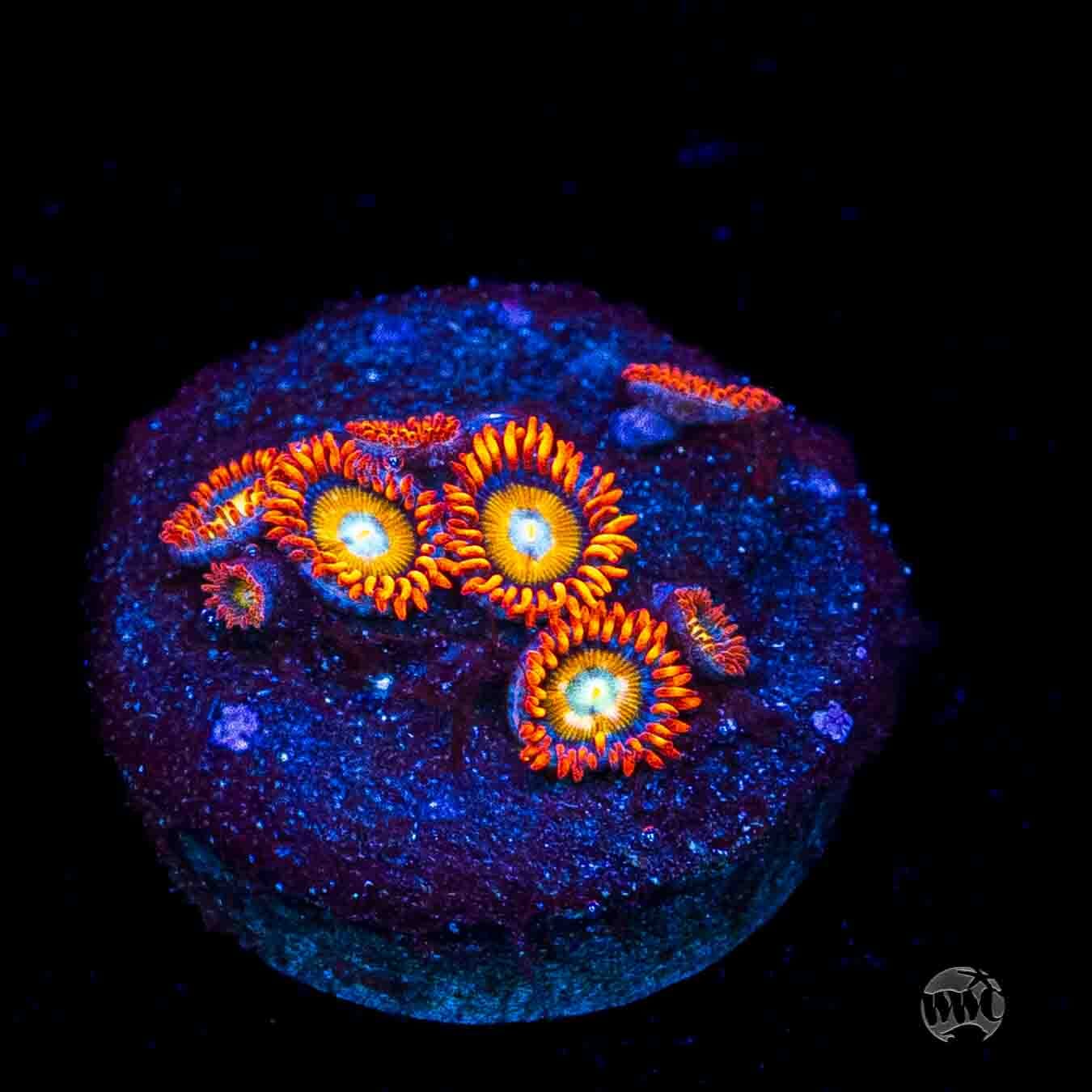 WWC Blondies Zoanthids