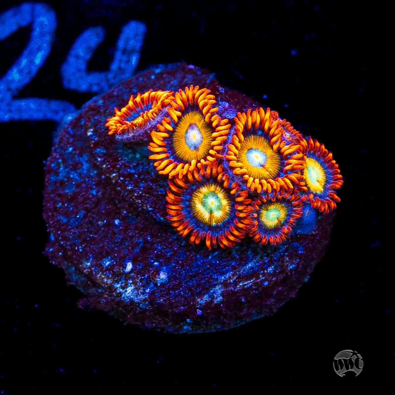 WWC Blondies Zoanthids