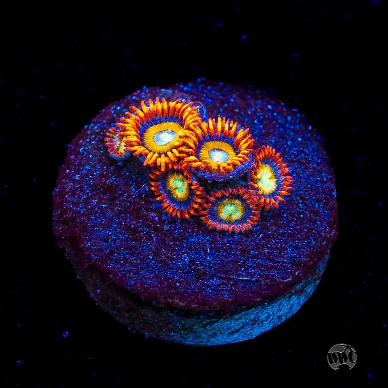 WWC Blondies Zoanthids