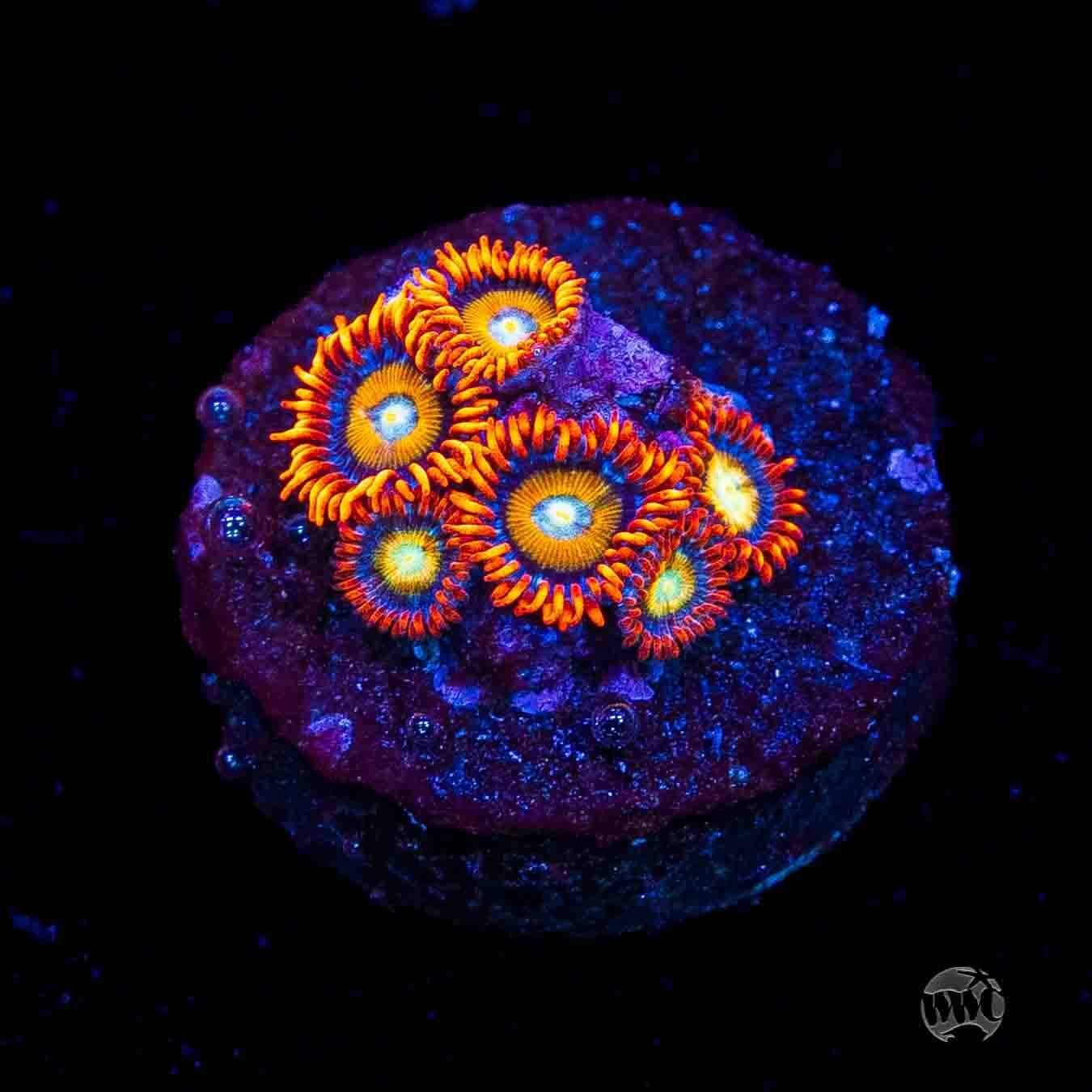 WWC Blondies Zoanthids