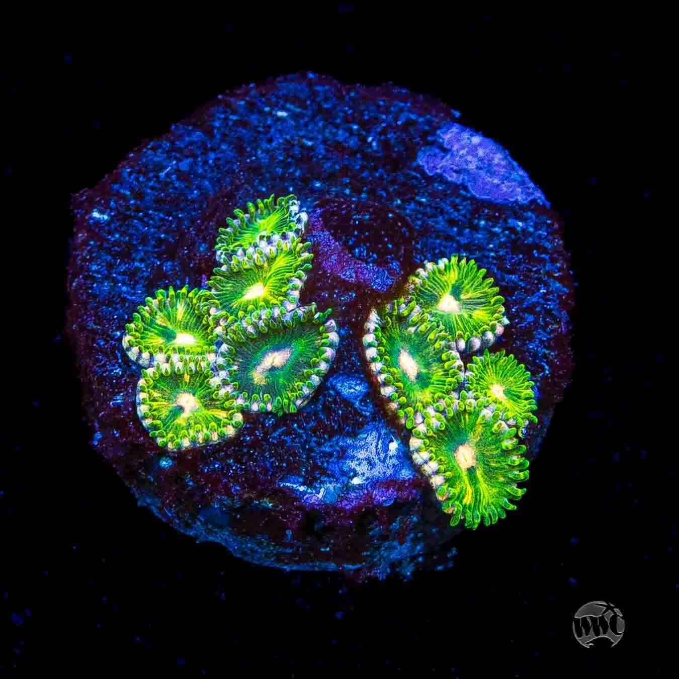 WWC Pine Nutz Zoanthids