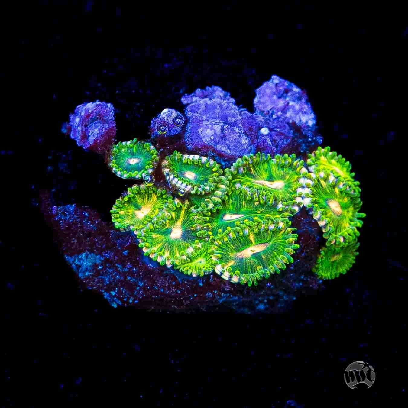WWC Pine Nutz Zoanthids