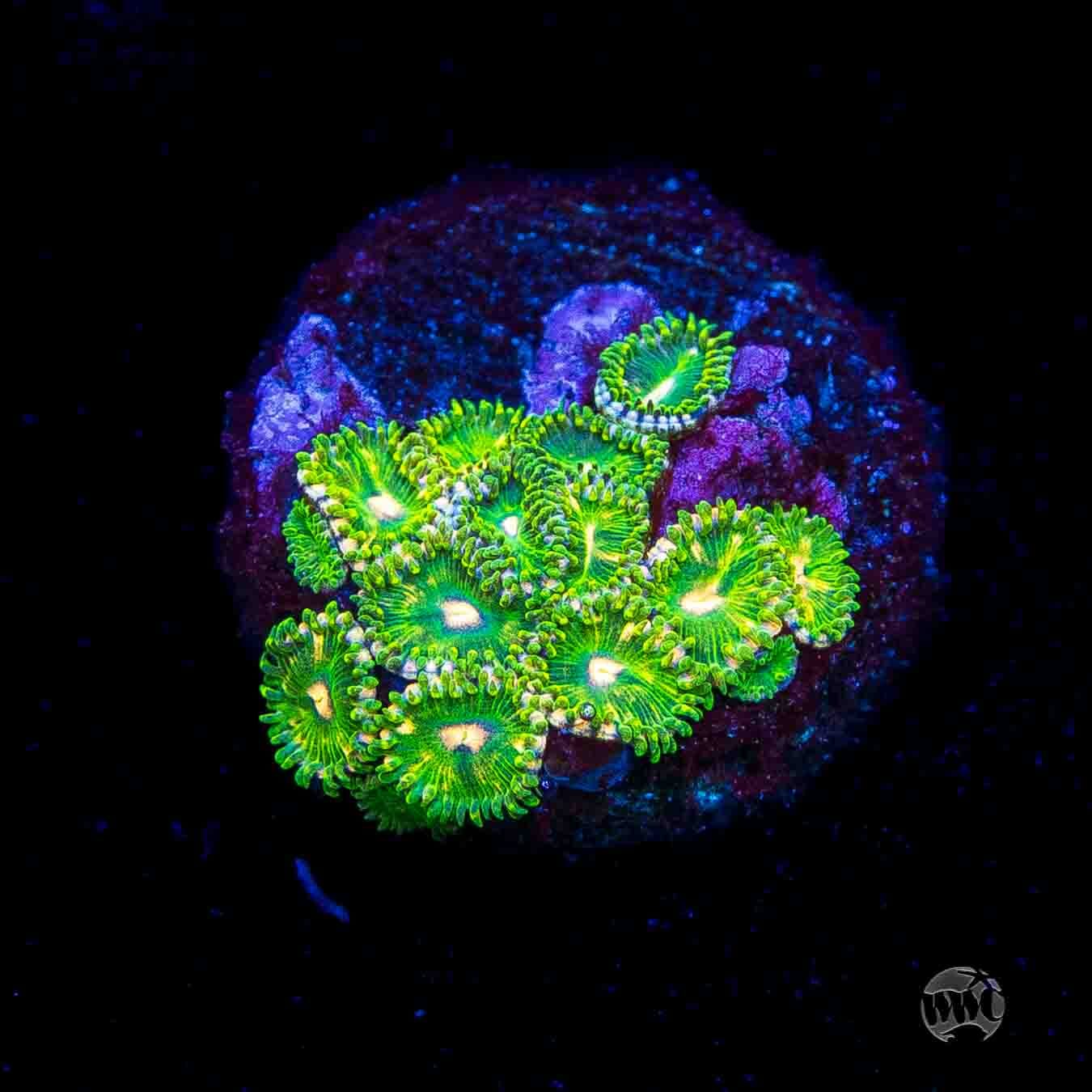 WWC Pine Nutz Zoanthids