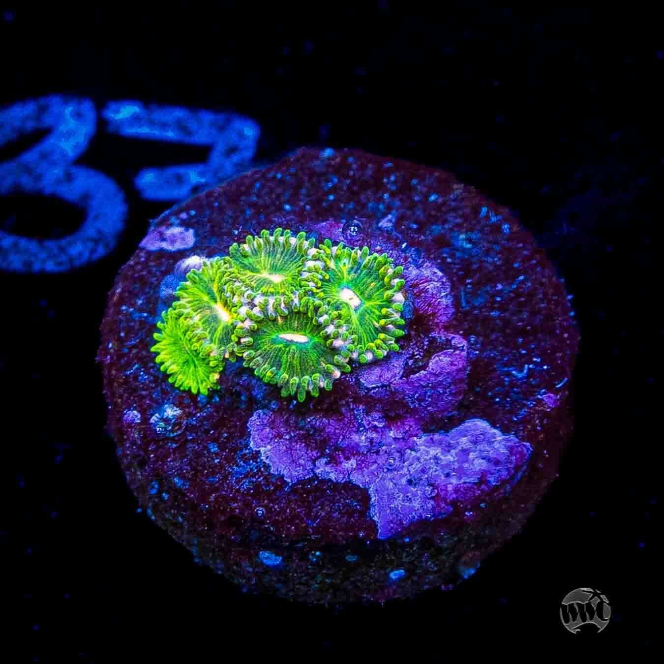 WWC Pine Nutz Zoanthids