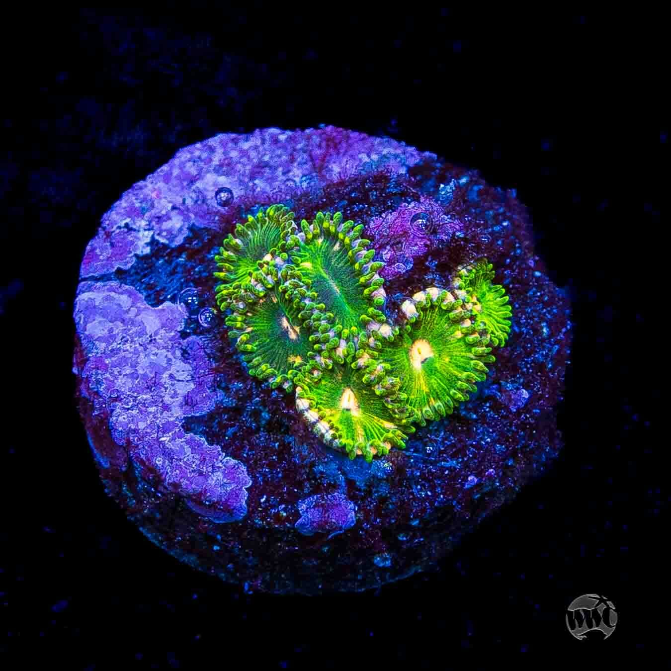 WWC Pine Nutz Zoanthids