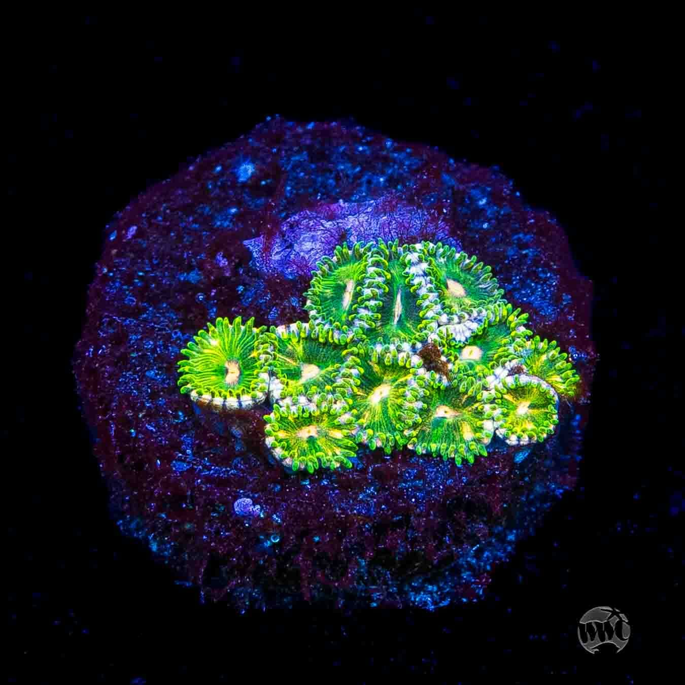 WWC Pine Nutz Zoanthids