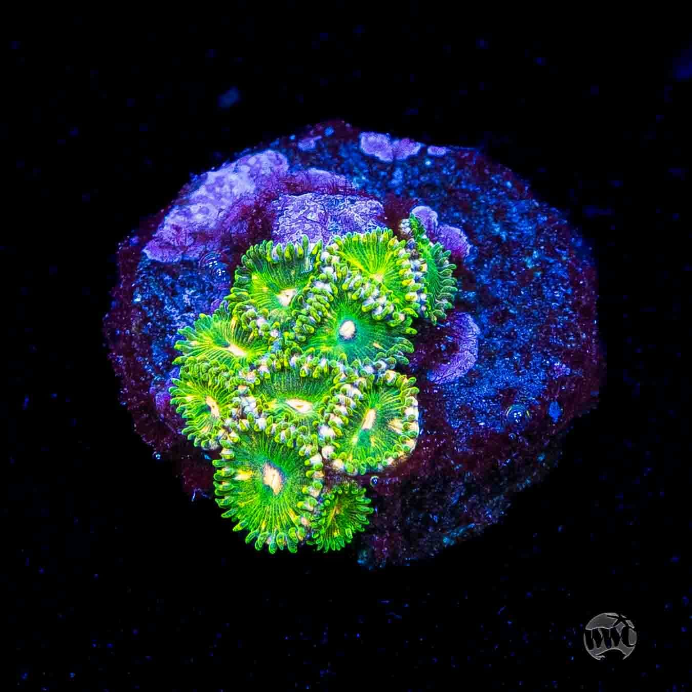 WWC Pine Nutz Zoanthids