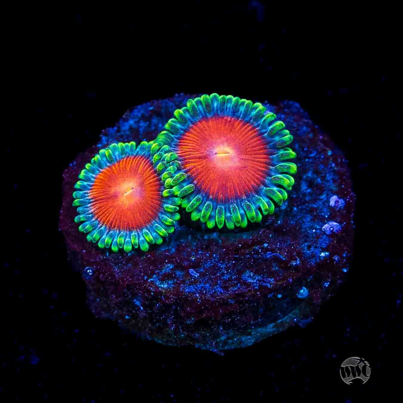WWC Elemental Fury Zoanthids